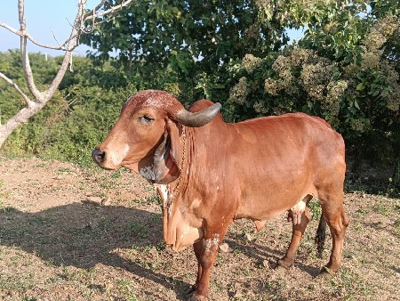 थंबनेल 2