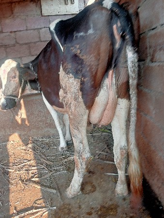 આ ગાય વેચવાની છે