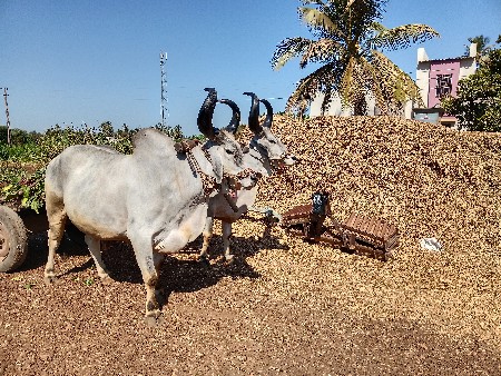 બળદ વેચવાના છે