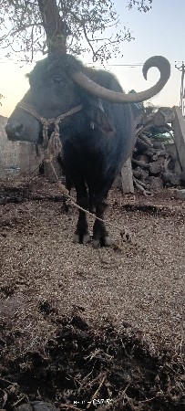 થંબનેલ 2