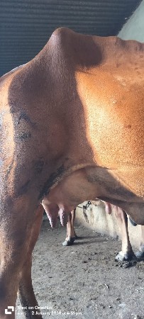 ગાય વેશવાની સે