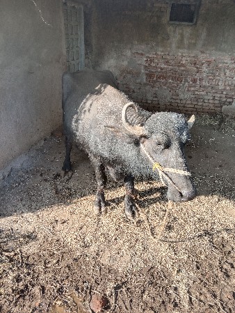 ભેશ આ બીજુ વેતર છે