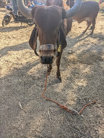 થંબનેલ 3