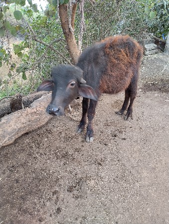 थंबनेल 3