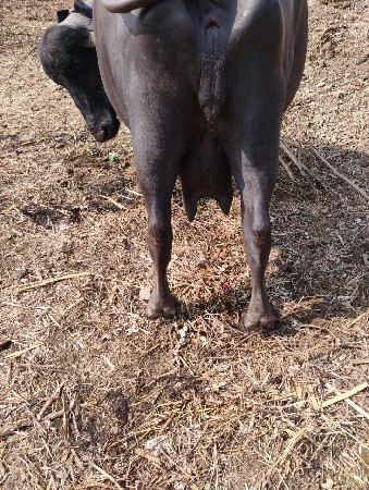 थंबनेल 3