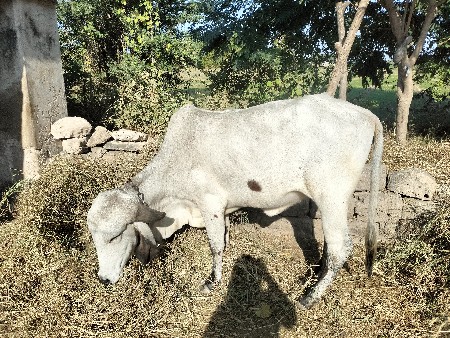 વાછડી વેશવાનિ છે