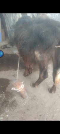 દેશી પાડો વેસવાનો છે