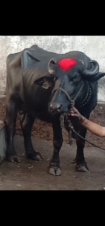 थंबनेल 3