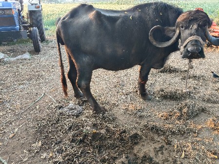 10 12 ની કાચી છે ભેંસ