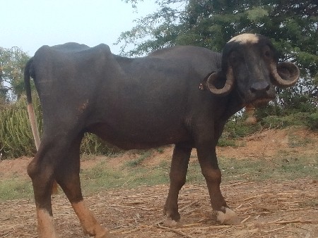 ખડી વેચવાની છે સાટા મારવાના છે