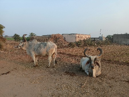 બળદ મોફત આપવાના છે