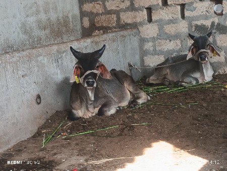 વાશડા વેચવાના છે