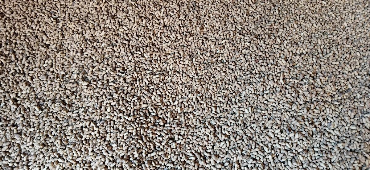 20 નંબર મગફળી બિયારણ માં આપવાની