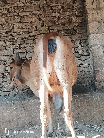 थंबनेल 6