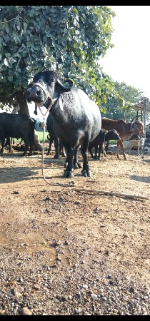 थंबनेल 3