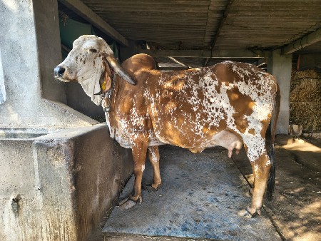 ગાય વેચવા ની છે