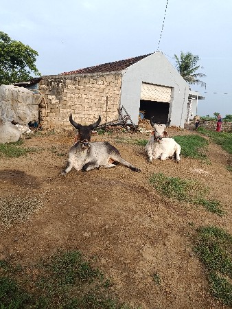 ગોધલા  વેચવા ના છે