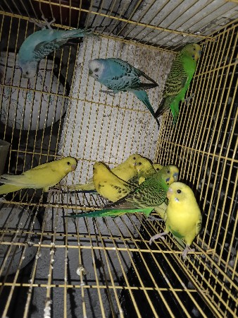 બજરી આપવાની છે