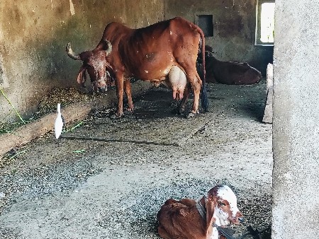 ગાય વેસવાની છે