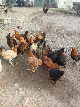 સોનાલી મુર્ગી વેચવાની છે