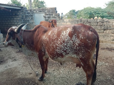 ગાય વેચવાની છે