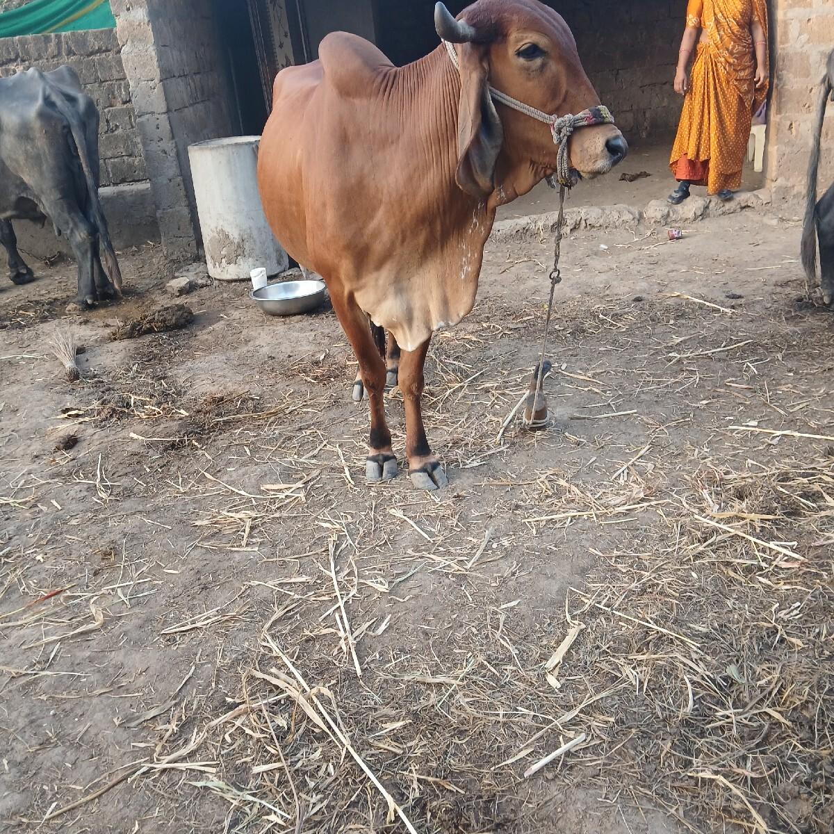 બેસવાની