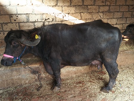 ત્રણ ભેંસ વેચવાની છે