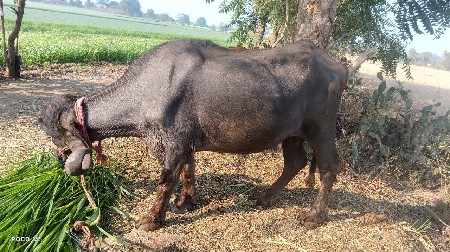 ભેંસ વેચવાની સે