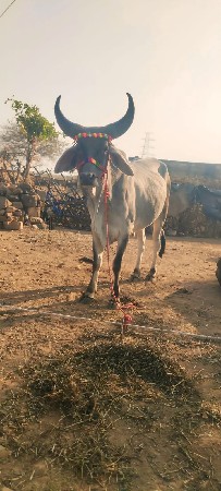 આવા ચડા વેચવાના છે