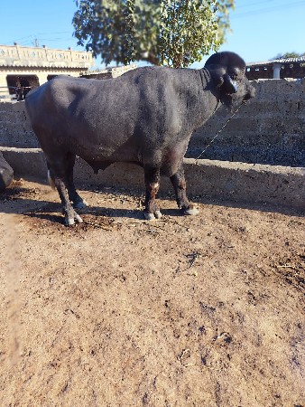 थंबनेल 2