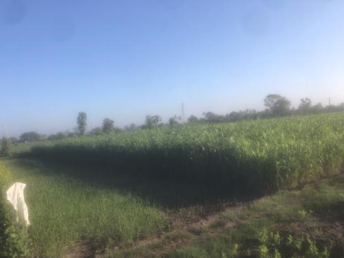 લીલી જુવાર ના મોટા પાટળા છે