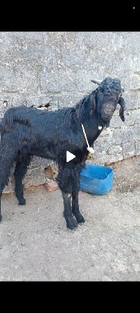 થંબનેલ 2