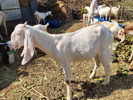 હેદરાબાદીસોજત