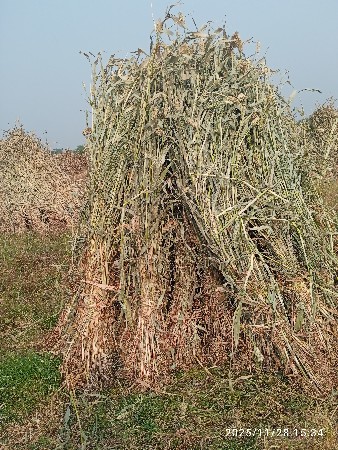 નિરણ નો ચારો વેચવાનો છે