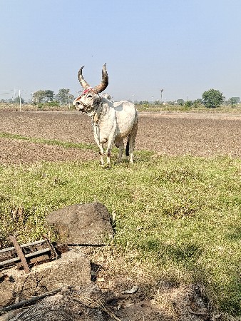 थंबनेल 3