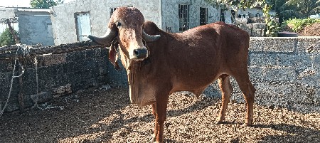 ગીર હોડકી વેચવાની છે