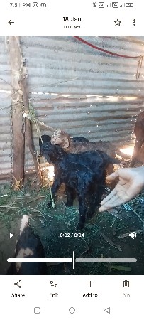 બોકડા દેવાના છે સાટા કરવાના છે પાંચ