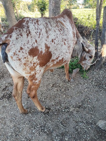 ગાય વેશવાની છે