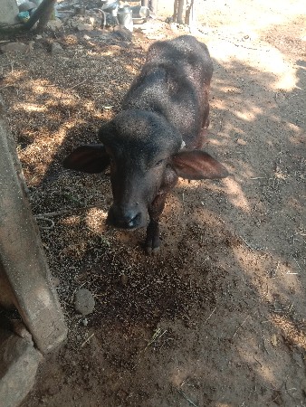 થંબનેલ 3