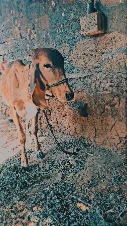 थंबनेल 3