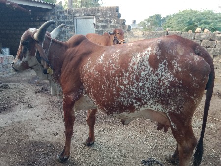 થંબનેલ 3