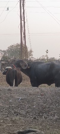 વેચવાની