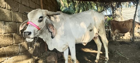 थंबनेल 2