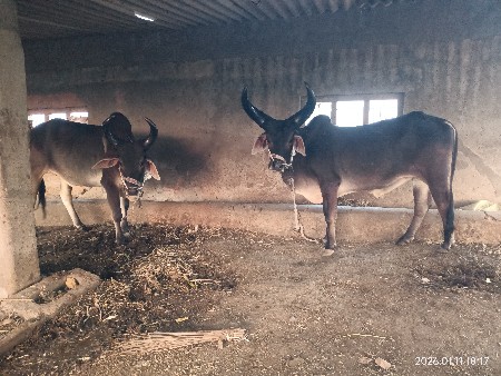 थंबनेल 3