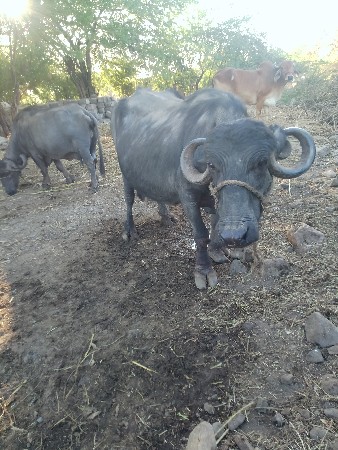 थंबनेल 2