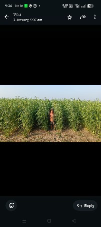 લીલી જુવાર સે વેસ્વની