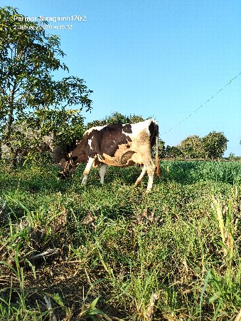 ગાય વેચવાની છે