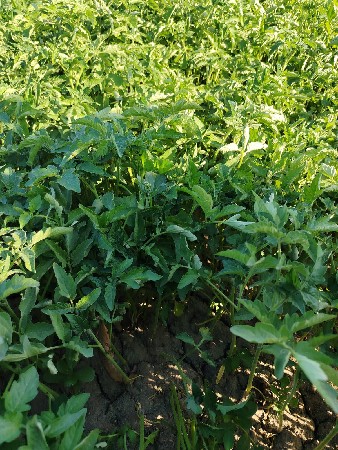 ટામેટા નો રોપ વેચવાનો છે