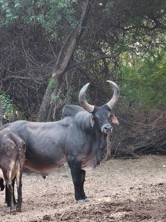 ગોઢલા નથી 
બળદ છે