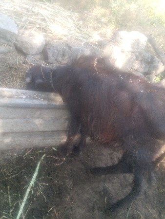 थंबनेल 2